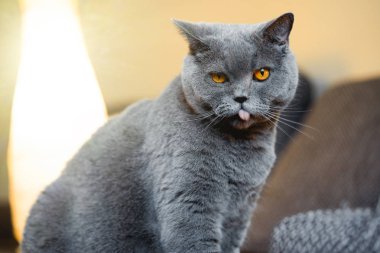 İngiliz hoşnutsuz şirin kedi dilini kamera için gösterilen.