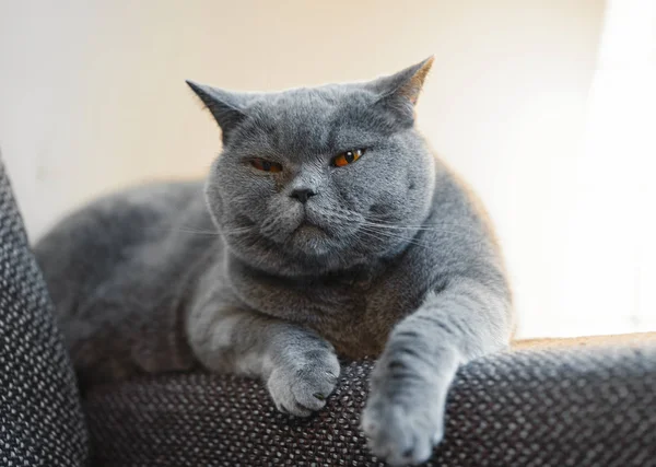 İngiliz hoşnutsuz şirin kedi. Kavramı konfor ve rahat Kış saati.