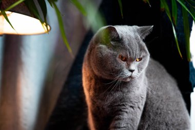 İngiliz hoşnutsuz şirin kedi. Hayvan veya evcil hayvan kişilikleri kavramı.