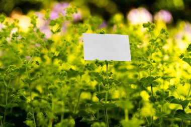 Çiçekler arka plan üzerinde beyaz boş kartvizit. Güzel ve manzara.