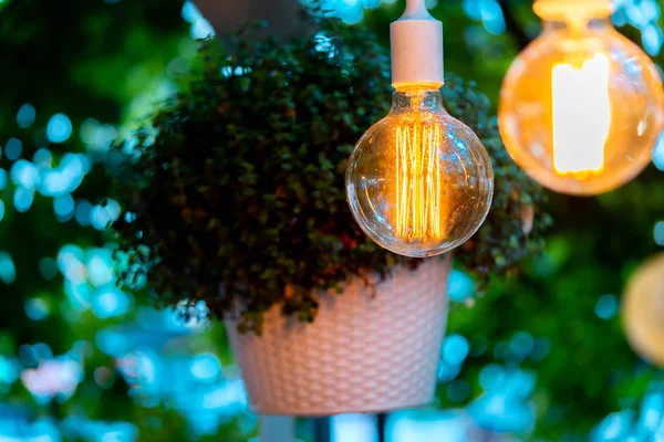 Electric bulb and hanged plant at evening time in garden. Cozy place.