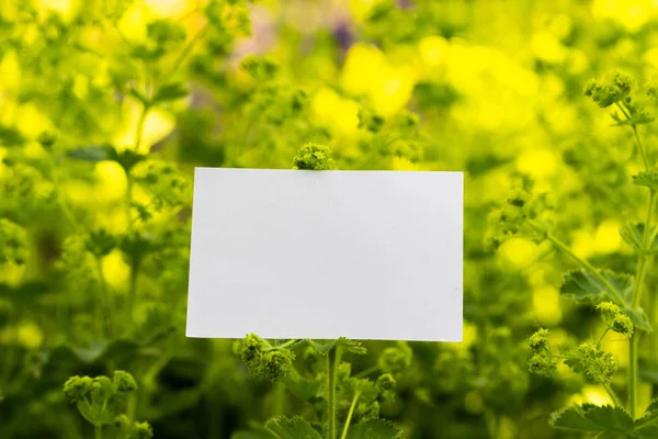 Tarjeta de visita blanca en blanco sobre fondo de flores. Hermoso y paisaje . —  Fotos de Stock