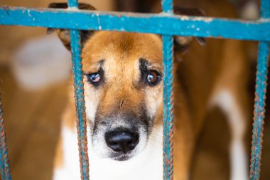 Yara izleri ile sevimli üzgün köpek yakın ve barınak parmaklıklar arkasında bir göz olmadan