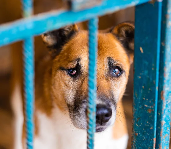 Close up of cute sad dog with scars and without one eye behind shelter bars — Stock Photo, Image