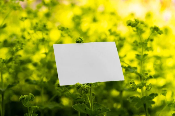 White blank business card on flowers background. Beautiful and fresh landscape,