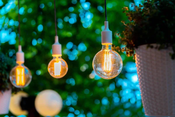 Electric bulb and hanged plant at evening time in garden. Cozy and comfortable place.
