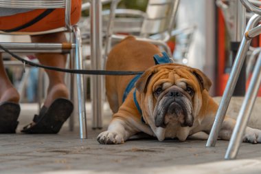 İspanyol eski şehirde İngilizce bulldog kamera ve izleyici düz bakarak.