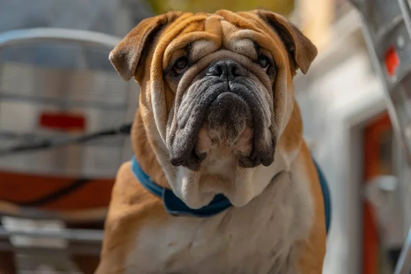 English bulldog at Spanish old city looking straight at camera and viewer.