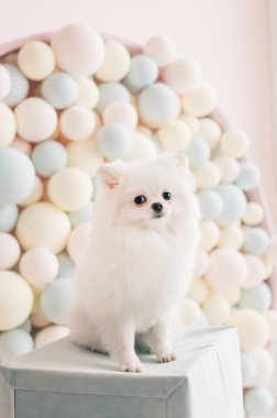 Beyaz köpek yavrusu pomeranian köpek şirin evde beslenen hayvan mutlu gülümseme