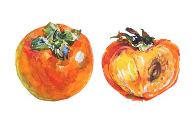 Elle çizilmiş olgun ve bütün hurma. Beyaz zemin üzerine suluboya taze meyve. İzole resim illüstrasyon