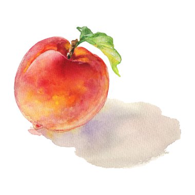 Sulu boya Taze şeftali gölge ile. El olgun meyve beyaz zemin üzerine çekilmiş. Resim gıda illüstrasyon