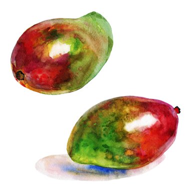 Elle çizilmiş mango. Beyaz zemin üzerine suluboya taze tropikal meyve. İzole resim illüstrasyon