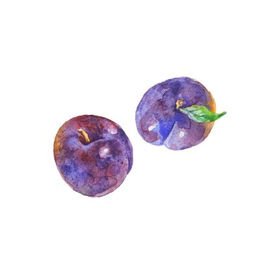 El Erik dizi çekilmiş. Beyaz zemin üzerine suluboya taze meyve. İzole resim illüstrasyon