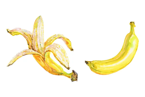 Hand Getekende Banaan Aquarel Vers Fruit Witte Achtergrond Schilderij Geïsoleerd — Stockfoto