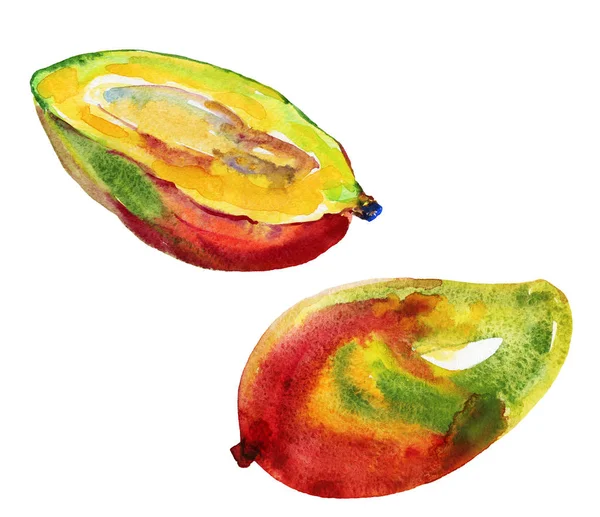 Hand Dras Mango Akvarell Färsk Tropisk Frukt Vit Bakgrund Målning — Stockfoto