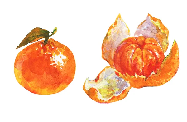 Olgun ve tüm portakal mandalina, çizilmiş kümesi el mandalina. Beyaz zemin üzerine suluboya taze egzotik meyve. Resim izole tropikal illüstrasyon