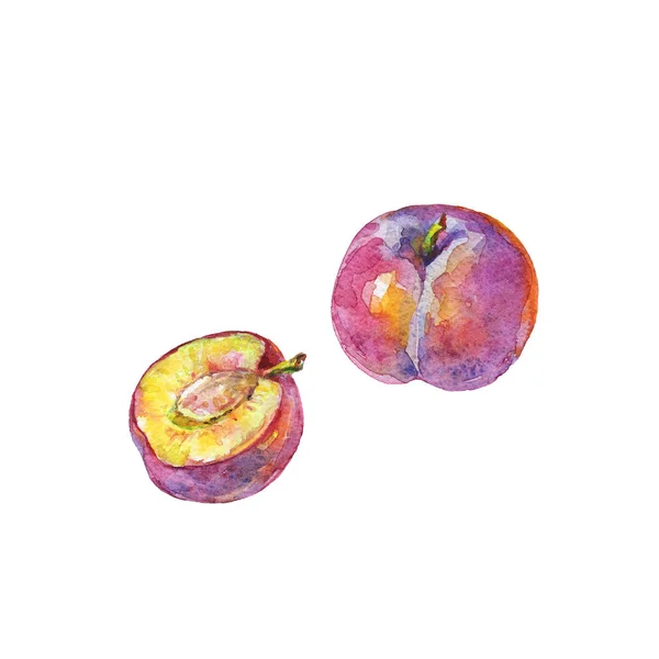 Handritad Uppsättning Hela Och Mogna Plommon Akvarell Färsk Frukt Vit — Stockfoto