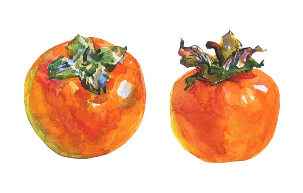 Handritad Persimoner Akvarell Färsk Frukt Vit Bakgrund Målning Isolerade Illustration — Stockfoto