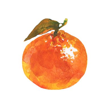 Çizilmiş Portakal Mandalina, mandalina ver. Beyaz zemin üzerine suluboya Taze narenciye meyve. Resim izole tropikal illüstrasyon