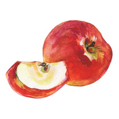 Elle çizilmiş elma dilim ile. Beyaz zemin üzerine suluboya taze meyve. İzole resim illüstrasyon
