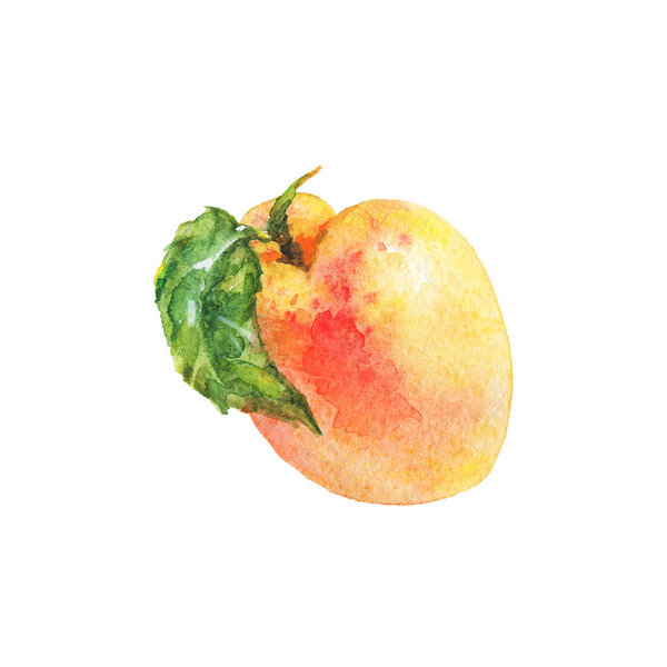Watercolor fresh apricot. Hand drawn ripe fruit on white background. Painting food illustration