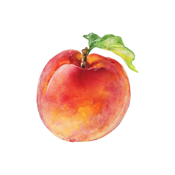 Watercolor Fresh Peach Hand Drawn Ripe Fruit White Background Painting — Stock Photo, Image