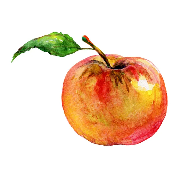 Рука Намальована Червоним Апельсиновим Яблуком Акварельні Свіжі Фрукти Білому Тлі — стокове фото