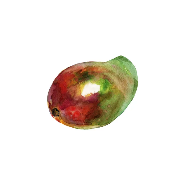 Hand Dras Mango Akvarell Färsk Tropisk Frukt Vit Bakgrund Målning — Stockfoto