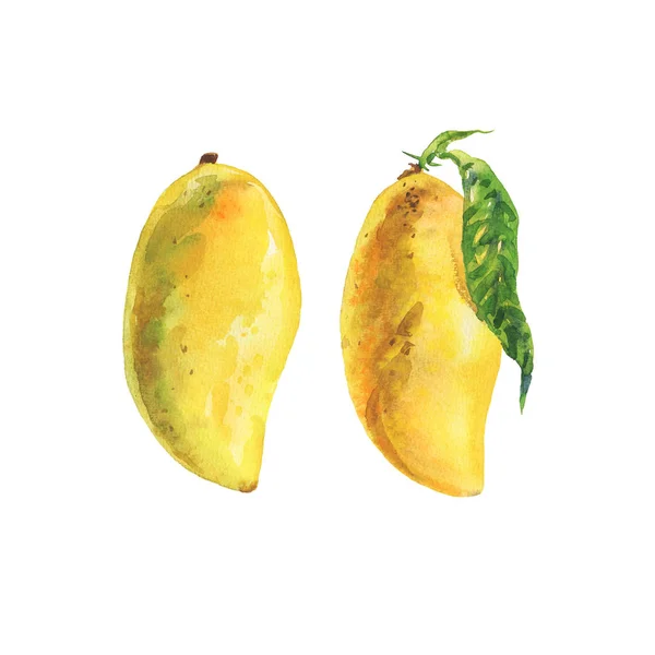 Hand Getrokken Gele Thaise Mango Aquarel Verse Tropische Vruchten Witte — Stockfoto