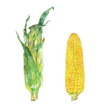 Beyaz zemin üzerine suluboya Mısır koçanı. El sebze resimde çekilmiş. Resim Mısır