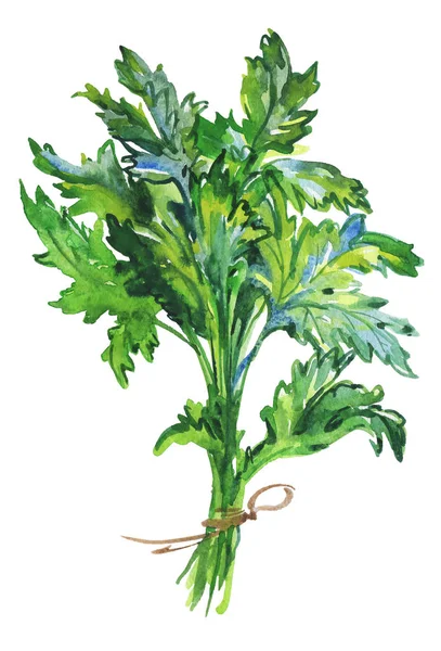 Prezzemolo Acquerello Sfondo Bianco Illustrazione Vegetale Disegnata Mano Pittura Verde — Foto Stock