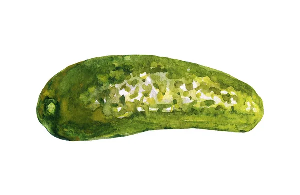 Aquarell Gemälde Gurke Auf Weißem Hintergrund Handgezeichnete Gemüseillustration — Stockfoto
