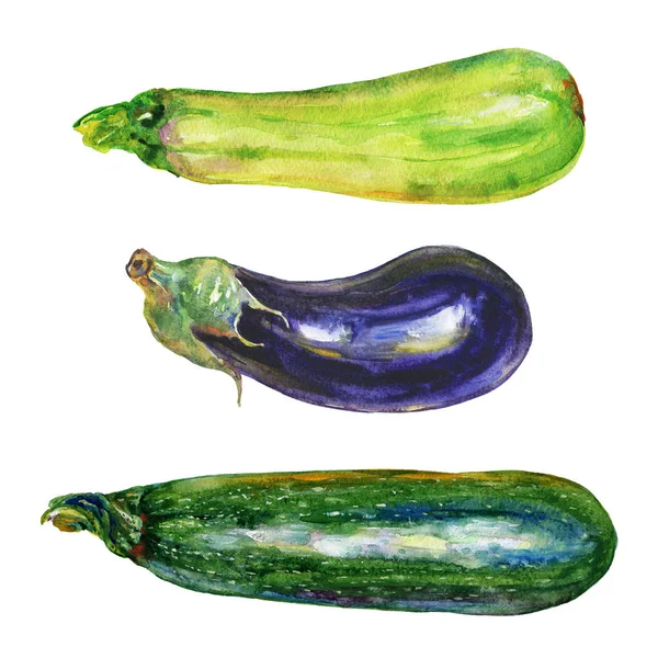 Akvarell Zucchini Aubergine Squash Målning Uppsättning Grönsaker Vit Bakgrund Handritad — Stockfoto