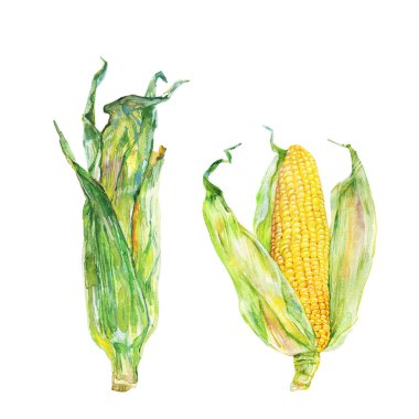 Beyaz zemin üzerine suluboya Mısır koçanı. El sebze resimde çekilmiş. Resim Mısır