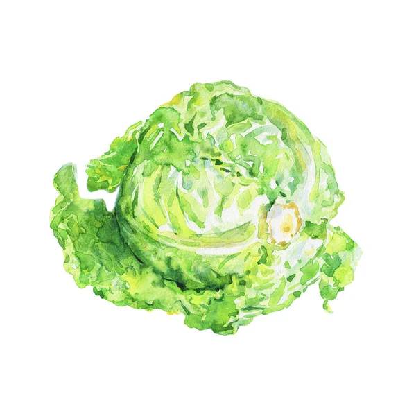 水彩画绿色卷心菜在白色背景 画科尔 花椰菜 手绘蔬菜插图 — 图库照片