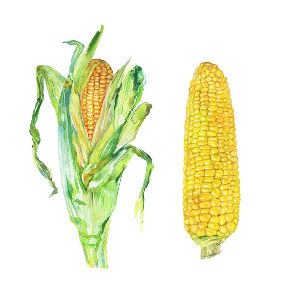 Akvarell Kukorica Csövek Fehér Háttér Kézzel Rajzolt Növényi Illusztráció Kukorica — Stock Fotó