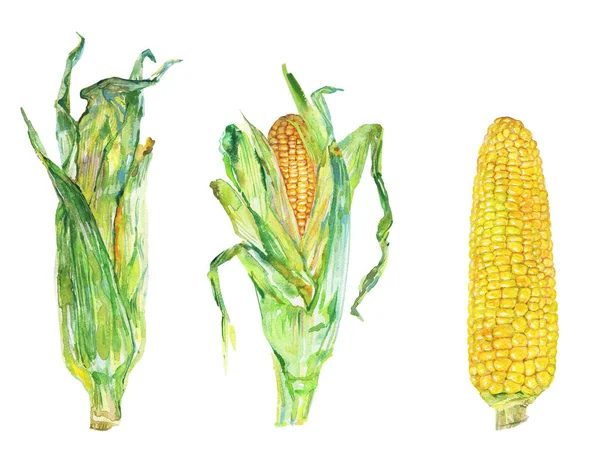 Акварельні Кукурудзяні Цицьки Білому Тлі Ручна Намальована Рослинна Ілюстрація Малярство — стокове фото