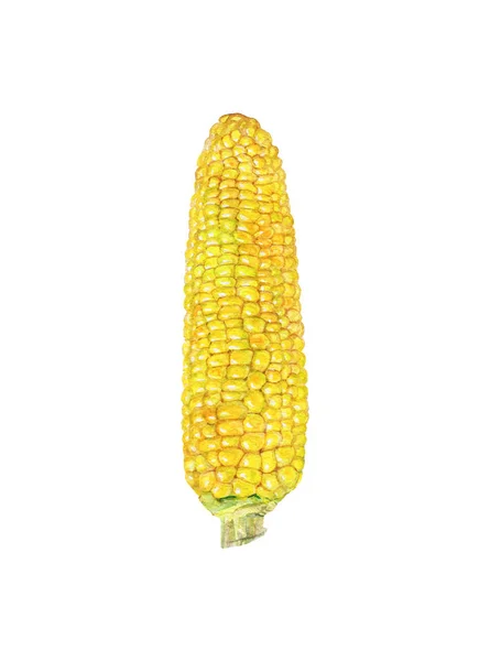Akvarell Kukorica Cob Fehér Háttér Kézzel Rajzolt Növényi Illusztráció Kukorica — Stock Fotó