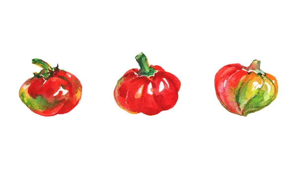 Akvarell Röd Baby Paprika Vit Bakgrund Hand Dras Vegetabiliska Illustration — Stockfoto