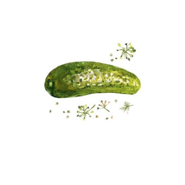 Watercolor Painting Pickle Cucumber White Background Hand Drawn Vegetable Illustration — Stock Photo, Image