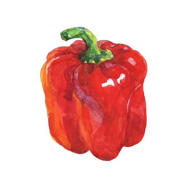 Akvarell Röd Paprika Vit Bakgrund Hand Dras Vegetabiliska Illustration Målning — Stockfoto