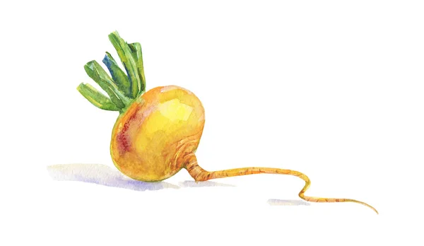 水彩萝卜 在白色背景上绘制根裁剪 手绘蔬菜插图 — 图库照片