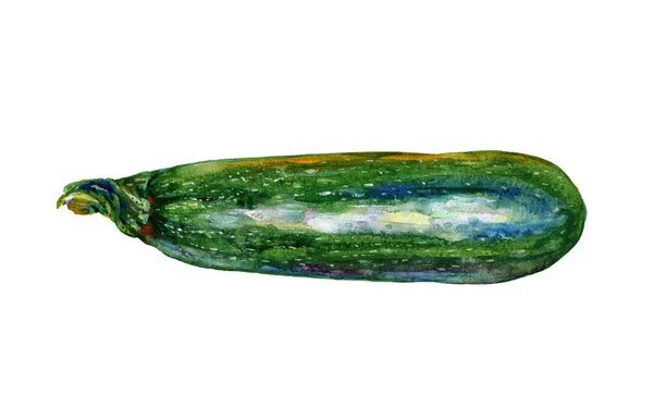 Aquarellmalerei Auf Weißem Hintergrund Handgezeichnete Gemüseillustration — Stockfoto