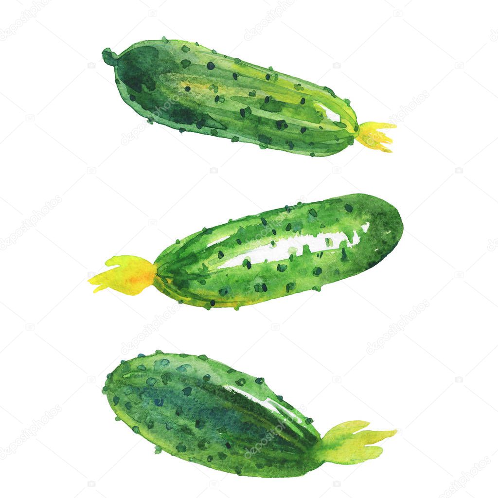 Watercolor painting cucumbers on white background. Hand drawn vegetable illustration