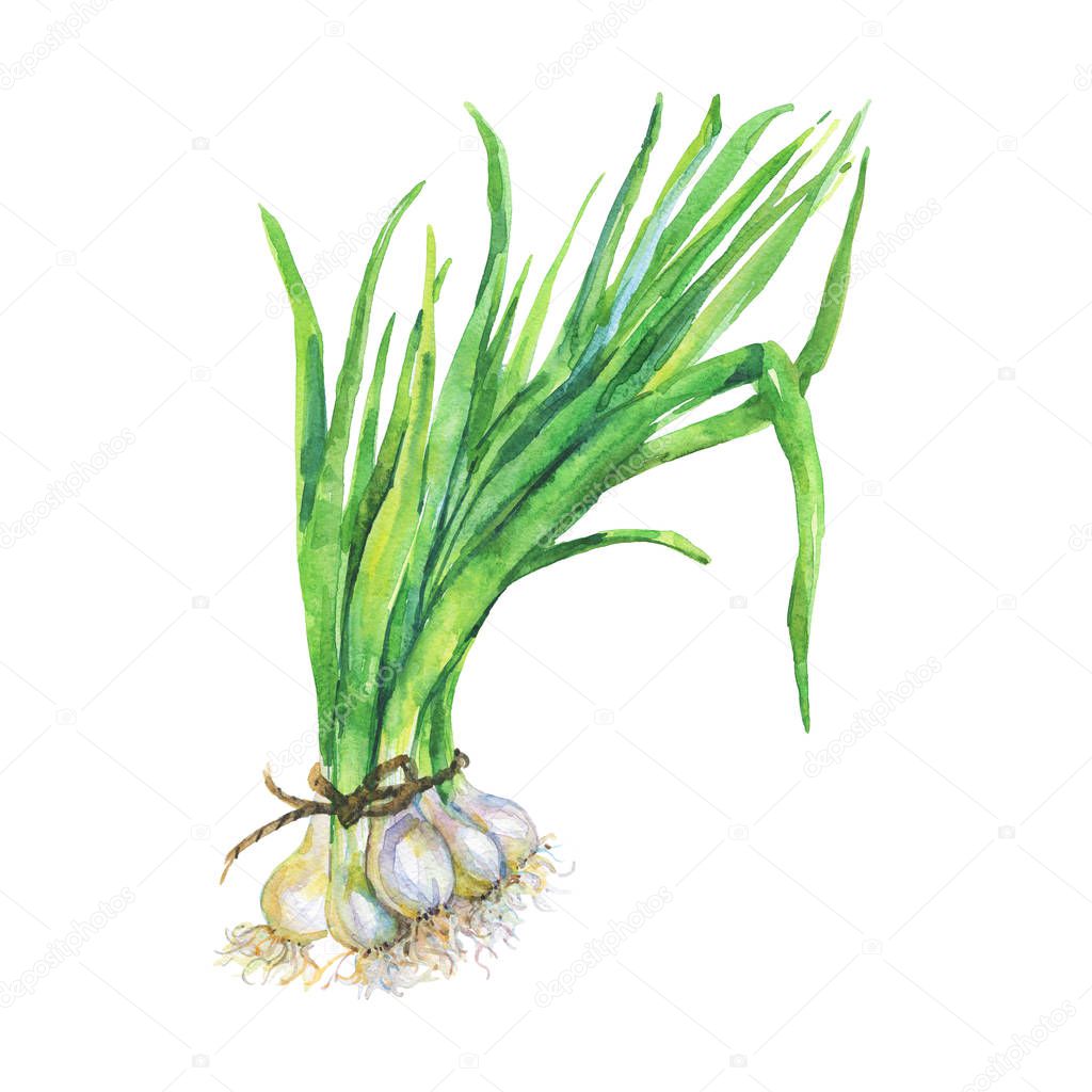 Watercolor green onion on white background. Hand drawn vegetable illustration. Painting greenery