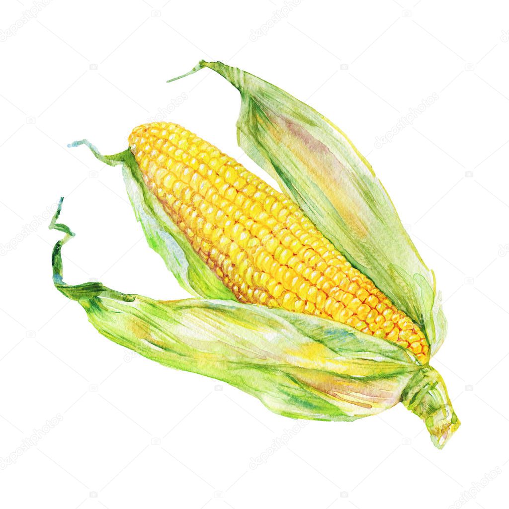 Watercolor corn cob on white background. Hand drawn vegetable illustration. Painting maize