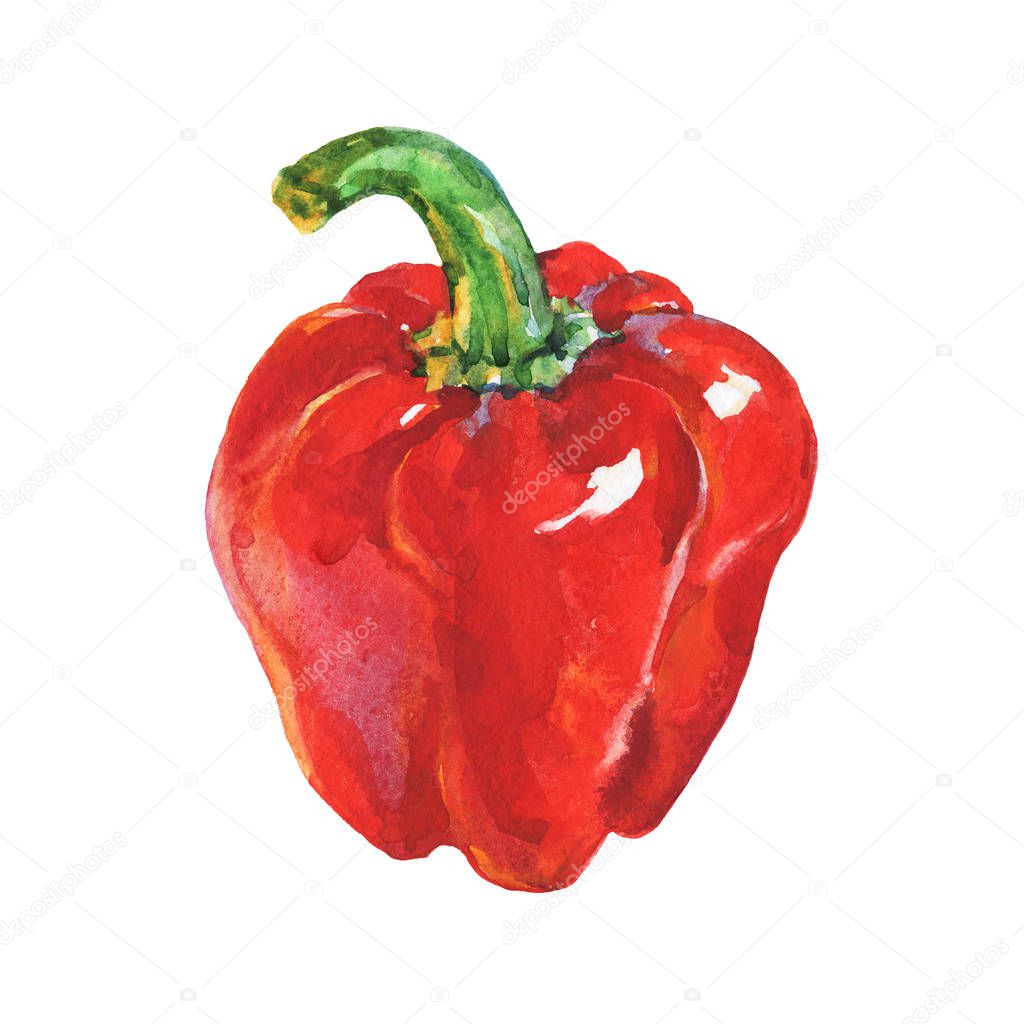 Watercolor red paprika on white background. Hand drawn vegetable illustration. Painting bell pepper 