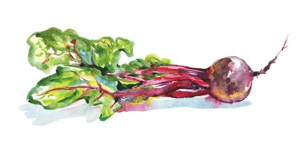 水彩画甜菜 — 图库照片