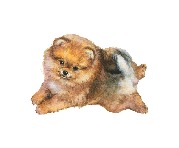 Cachorrinho spitz aquarela — Fotografia de Stock