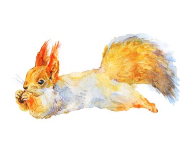 Watercolor realistic squirrel  clipart